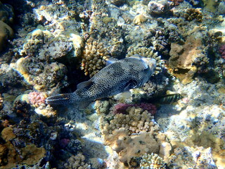 White spotted puffer fish over dark coral