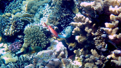 Puffer fish with black spots and band