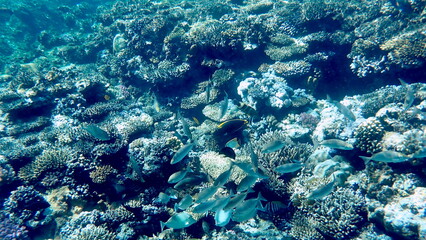 Vibrant shallow coral reef teeming with small fish