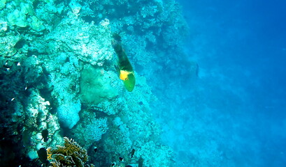 Green head wrasse with fringed tail fin © chriss73