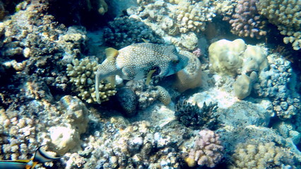 White spotted puffer fish over dark coral © chriss73