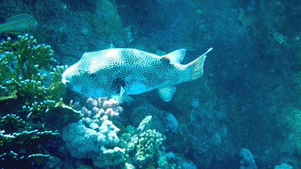 White spotted puffer fish over dark coral