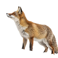 Fox Wild Mammal Portrait on transparent background