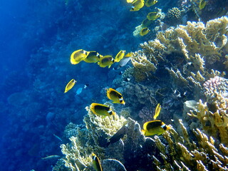 Schooling yellow striped butterflyfish over coral reef