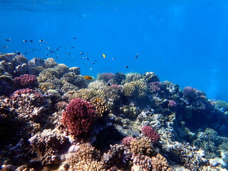 Vibrant shallow coral reef teeming with small fish