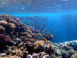 Vibrant shallow coral reef teeming with small fish