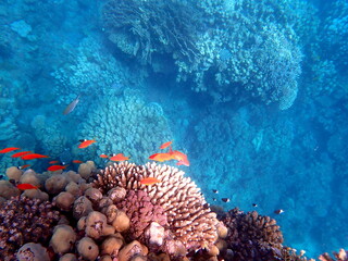 Vibrant shallow coral reef teeming with small fish