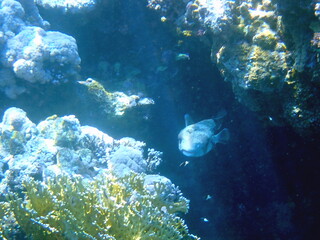 Spotted puffer fish swimming in the red sea