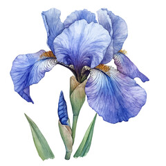 Iris Flower, watercolor vector, isolated on a white background.