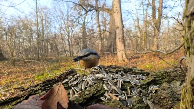 nuthatch bird finds seeds left by people in the forest to feed the birds in winter.