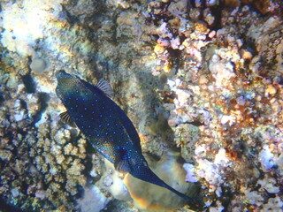 Blue spotted boxfish over beige coral reef