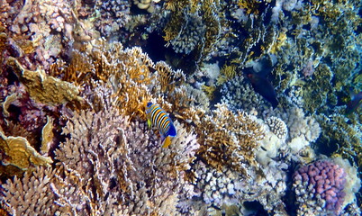 Blue yellow striped angel fish near coral