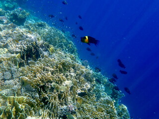 Green head wrasse with fringed tail fin