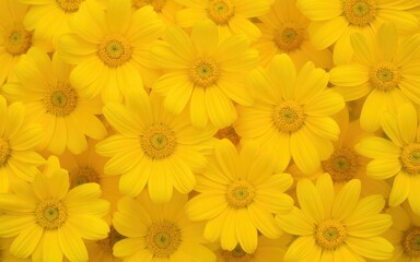Fototapeta premium Bright yellow daisy-like flowers creating a beautiful floral background