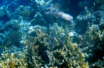 Spotted puffer fish swimming in the red sea