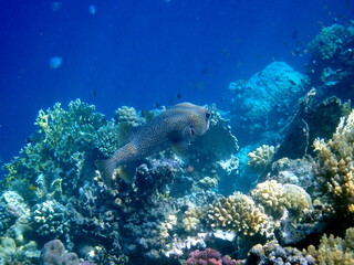 Fototapeta premium Spotted puffer fish swimming in the red sea