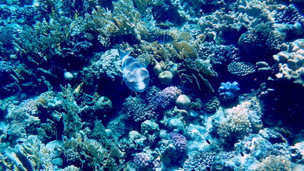 Spotted puffer fish swimming in the red sea