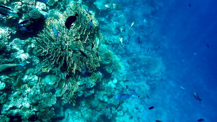 Vibrant shallow coral reef teeming with small fish
