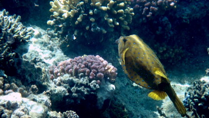 Yellow-brown boxfish with bright blue spots