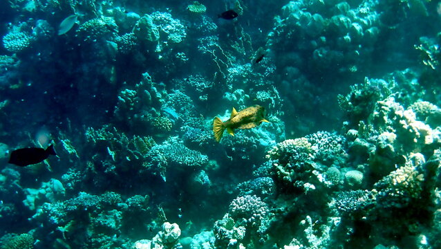 Yellow-brown boxfish with bright blue spots