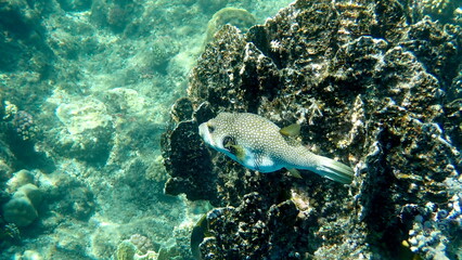 White spotted puffer fish over dark coral