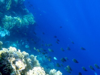 Vibrant shallow coral reef teeming with small fish