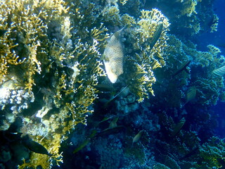 White spotted puffer fish over dark coral