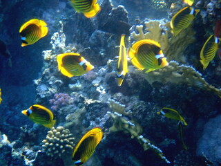 Schooling yellow striped butterflyfish over coral reef