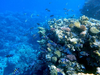 Yellow striped sergeant fish near branching coral