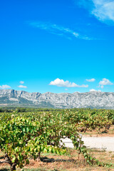 vineyard in the mountains