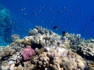 Naklejka premium Vibrant shallow coral reef teeming with small fish