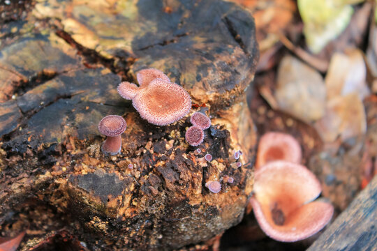 Vertical close-up of small Panus fasciatus (Hairy Trumpet) fungi, with reddish-brown tones, growing on a decaying tree stump. The largest cap shows a funnel-like shape.