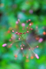 Close-up of the tiny magenta-pink flower buds of Talinum paniculatum (Jewels-of-Opar) on a branching stalk. Bright green bokeh background with orange highlights.