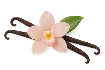 Vanilla orchid flower and beans displaying natural flavoring, aroma, cuisine, and sweet ingredient on transparent background