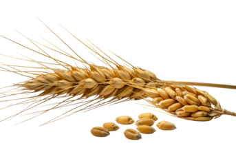 Ultra-detailed macro of two golden wheat ears, one whole, one deconstructed with plump grains, and individual scattered grains, on a transparent background with dramatic studio light, precise