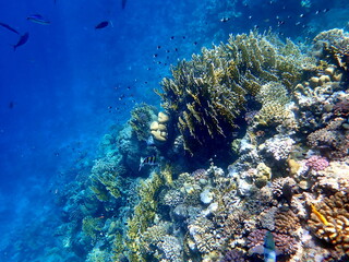 Vibrant shallow coral reef teeming with small fish