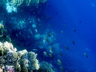 Vibrant shallow coral reef teeming with small fish
