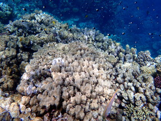 Vibrant shallow coral reef teeming with small fish