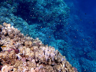 Vibrant shallow coral reef teeming with small fish