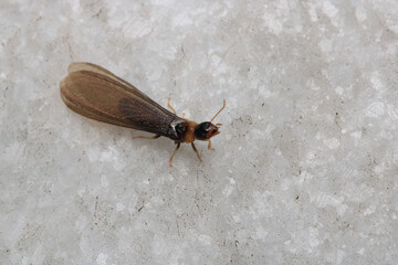 Black carpenter ant macro photo