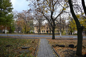 Street dog in india roaming freely in indian village rural city street