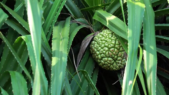 Screw Pine or pandanus fruit hanging on tree.
