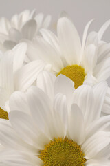 Close-up white Chamomile; aster; chrysanthemum Flower, petal bouqueton gray. Minimalist still life. Natural art neutral background.