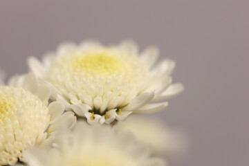 Smoke close-up selective soft focus white chrysanthemum Flower bouquet on beige gray. Natural art blur neutral background.