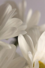 Smoke close-up selective soft focus cream white, beige Chamomile, chrysanthemum, aster Flower petals. Natural art blur neutral background.