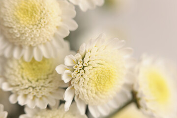 Smoke close-up selective soft focus white chrysanthemum Flower bouquet on beige gray. Natural art blur neutral background.