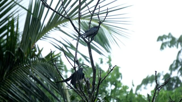 Black drongo or Dicrurus macrocercus sit on tree branch.