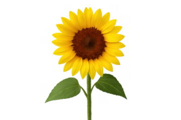 Sunflower plant with bright yellow petals and green leaves growing on a transparent background