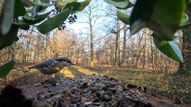 nuthatch bird finds seeds left by people in the forest to feed the birds in winter. slow motion