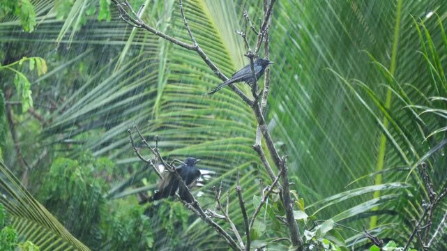 Two black drongo bird on a  tree branch with rain.